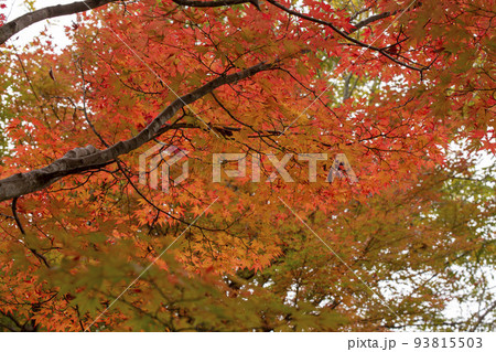 紅葉 紅葉 93815503