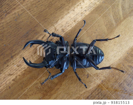 オオクワガタ クワガタムシ 昆虫 腹 足 触覚 オオクワガタ クワガタムシ 昆虫 腹 足 触覚 93815513