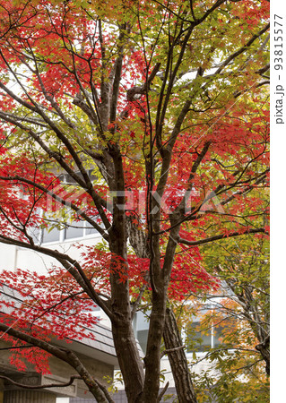 紅と緑の共演 紅と緑の共演 93815577