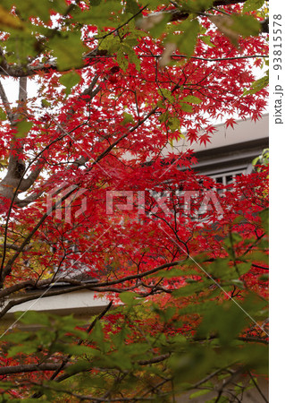 紅葉 紅葉 93815578