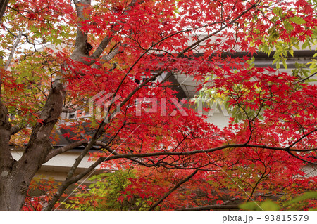 紅に色づいた楓 紅に色づいた楓 93815579