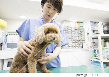 動物病院で小型犬を診察する女性獣医 93815902