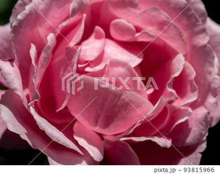 Delicate petals of Soeur Emmanuelle rose as nature background Delicate petals of Soeur Emmanuelle rose as nature background 93815966