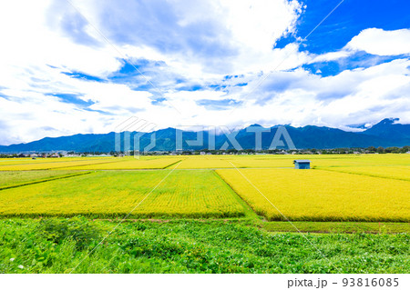 刈入れ間近の田園風景　安曇野 93816085