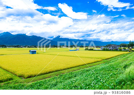 刈入れ間近の田園風景　安曇野 93816086