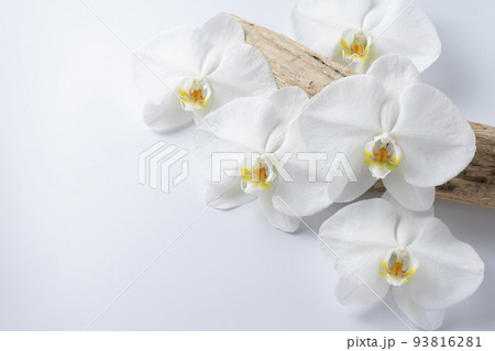 胡蝶蘭 胡蝶蘭 93816281