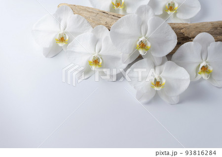 胡蝶蘭 胡蝶蘭 93816284