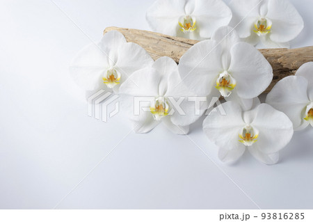 胡蝶蘭 胡蝶蘭 93816285