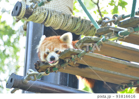 動物園のレッサーパンダ 動物園のレッサーパンダ 93816616