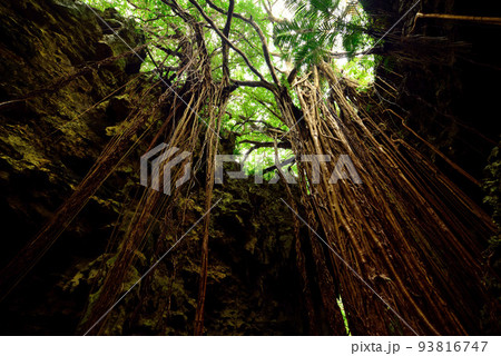 沖縄の巨大ガジュマル 沖縄の巨大ガジュマル 93816747
