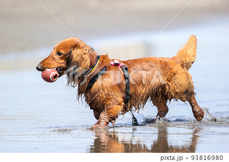 海で遊ぶ犬のダックスフント 93816980