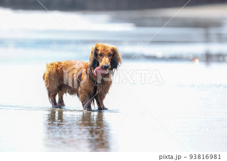 海で遊ぶ犬のダックスフント 93816981