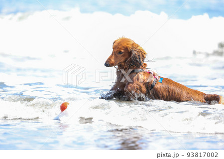 海で遊ぶ犬のダックスフント 海で遊ぶ犬のダックスフント 93817002