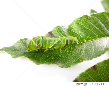 イモムシ　芋虫　幼虫　ナミアゲハ　アゲハチョウ 93817119