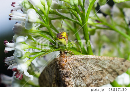 Goldenrod Crab Spider Misumena vatia on a flower. Close up of yellow flower crab spider Misumena 93817130