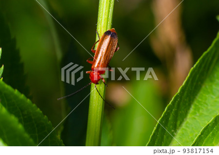 Rhagonycha fulva, the common red soldier beetle on a leaf of grass. Macro shot, beautiful blurred Rhagonycha fulva, the common red soldier beetle on a leaf of grass. Macro shot, beautiful blurred 93817154
