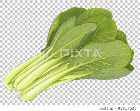 小鬆的寫實手繪插圖 93817628