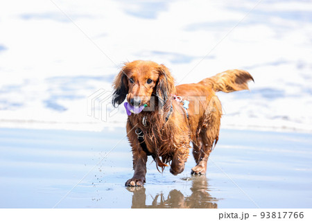 海で遊ぶ犬のダックスフント 93817766