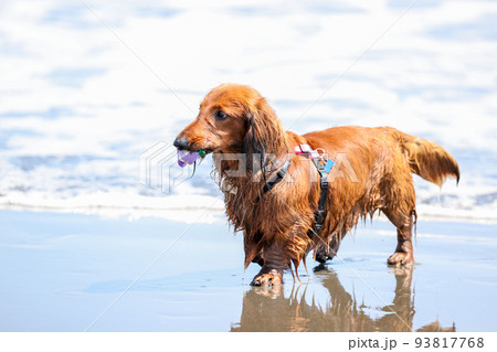 海で遊ぶ犬のダックスフント 93817768