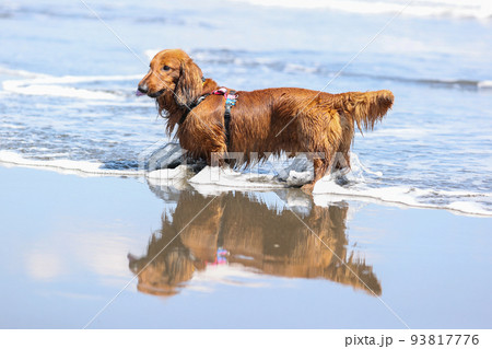 海で遊ぶ犬のダックスフント 93817776