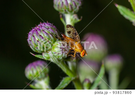Macro of a fruit fly Xyphosia miliaria of the Tephritidae family on a budrock flower 93817860
