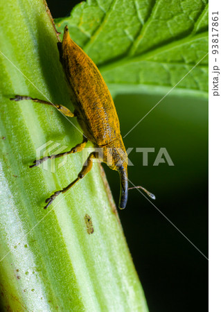 The beetle beetle, also known as the nunus, is a beetle that belongs to the superfamily Curculionoidea, known for its elongated snout.insects animals 93817861