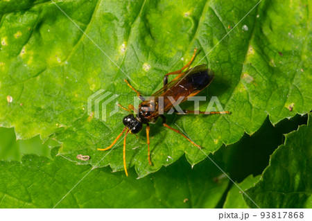 Closeup on a colorful green sawfly,Tenthredo mesomela on a green geranium leaf in the garden Closeup on a colorful green sawfly,Tenthredo mesomela on a green geranium leaf in the garden 93817868