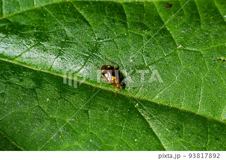 Capsodes flavomarginatus is a species of plant bug belonging to the family Miridae 93817892