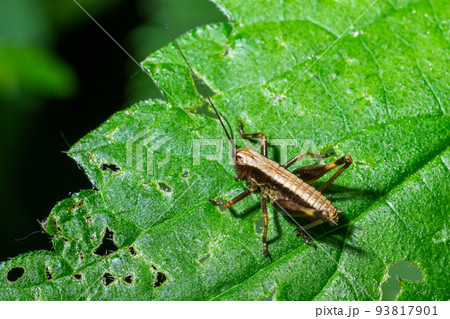 A Dark bush-Cricket Pholidoptera griseoaptera perched on a leaf A Dark bush-Cricket Pholidoptera griseoaptera perched on a leaf 93817901