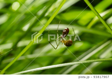 Closeup of the spider Enoplognatha ovata or the similar Enoplognatha latimana, family Theridiidae. On the underside of a leaf of common ragwort Jacobaea vulgaris. July Closeup of the spider Enoplognatha ovata or the similar Enoplognatha latimana, family Theridiidae. On the underside of a leaf of common ragwort Jacobaea vulgaris. July 93817907