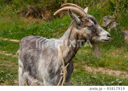 A cute feeding goat in gray and orange color grazing in the meadow 93817919