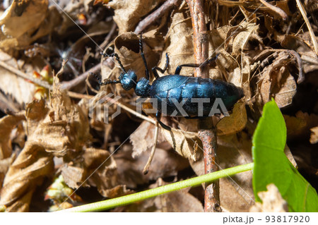 The violet oil beetle Meloe violaceus, is a species of oil beetle belonging to the family Meloidae. These beetles are present in most of Europe, in East Palearctic ecozone, in the Near East 93817920