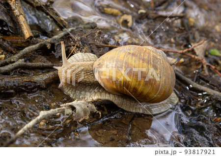 Burgundy snail, Helix, Roman snail, edible snail, escargot, on the surface of old stump with moss in a natural environment. Green moss and mold growing on the old tree trunk. 93817921