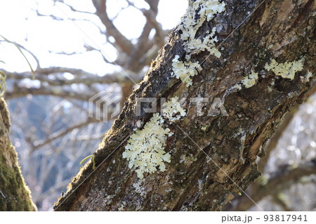 梅の木に着生したウメノキゴケ(梅の木苔) 梅の木に着生したウメノキゴケ(梅の木苔) 93817941
