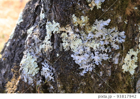 梅の木に着生したウメノキゴケ(梅の木苔) 梅の木に着生したウメノキゴケ(梅の木苔) 93817942