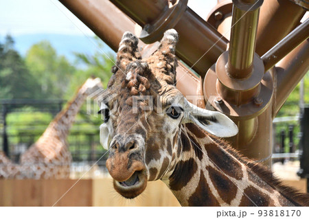 動物園のキリン 動物園のキリン 93818170