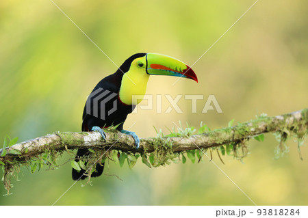 Keel-billed Toucan, Ramphastos sulfuratus,  sitting on the branch in the forest, Boca Tapada, green vegetation, Costa Rica. 93818284