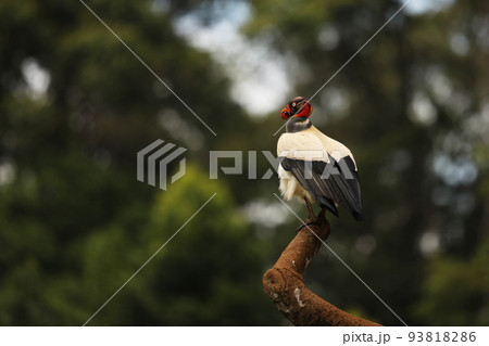 The king vulture Sarcoramphus papa is a large bird found in Central and South America. Wildlife scene from tropic nature of Costa Rica The king vulture Sarcoramphus papa is a large bird found in Central and South America. Wildlife scene from tropic nature of Costa Rica 93818286