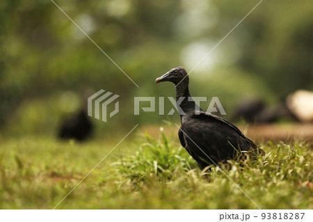 Wildlife Costa Rica. Ugly black bird Black Vulture, Coragyps atratus, sitting in the green vegetation. Vulture in forest habitat. Green grass forest habitat. 93818287