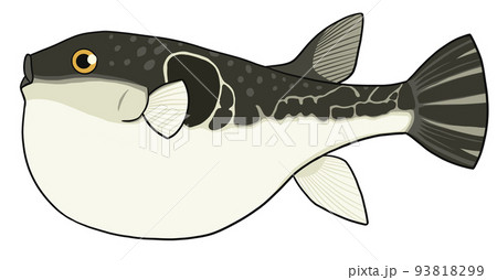 ふぐのイラスト（トラフグ） 93818299