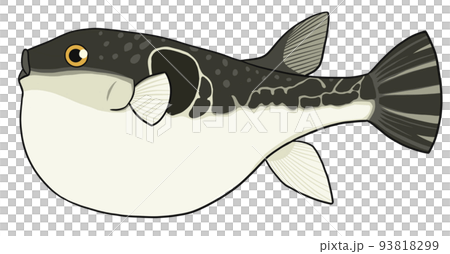 ふぐのイラスト（トラフグ） 93818299