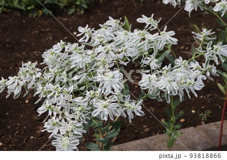 日本の夏の庭に咲く白い小さな花と白い縁取りの葉を持つハツユキソウの花 日本の夏の庭に咲く白い小さな花と白い縁取りの葉を持つハツユキソウの花 93818866
