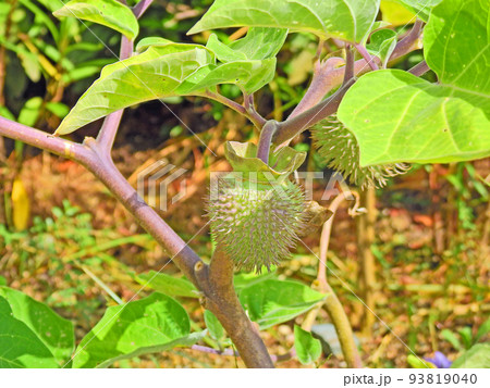 ナス科の植物ダチュラ(朝鮮朝顔)のトゲトゲの実 ナス科の植物ダチュラ(朝鮮朝顔)のトゲトゲの実 93819040