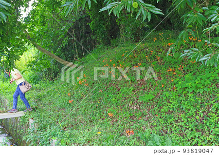 夏に群生するヒガンバナ科のオレンジ色の花キツネノカミソリ 夏に群生するヒガンバナ科のオレンジ色の花キツネノカミソリ 93819047
