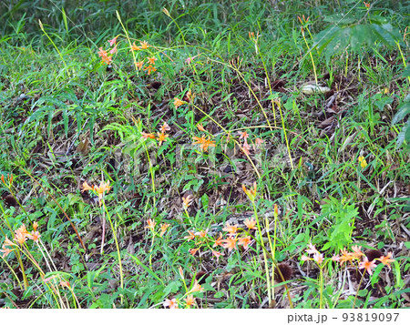 群生するオレンジ色の花キツネノカミソリ 群生するオレンジ色の花キツネノカミソリ 93819097