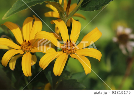 日本の夏の庭に咲くオレンジ色のヘリオプシスの花 日本の夏の庭に咲くオレンジ色のヘリオプシスの花 93819179
