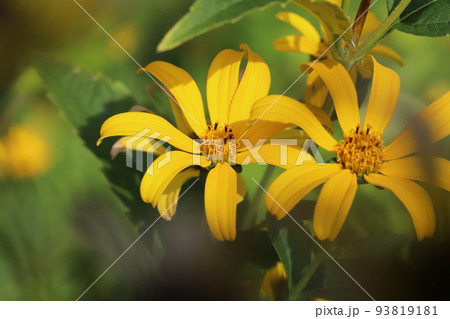 日本の夏の庭に咲くオレンジ色のヘリオプシスの花 日本の夏の庭に咲くオレンジ色のヘリオプシスの花 93819181