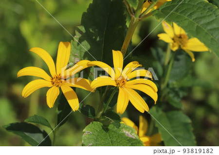 日本の夏の庭に咲くオレンジ色のヘリオプシスの花 日本の夏の庭に咲くオレンジ色のヘリオプシスの花 93819182