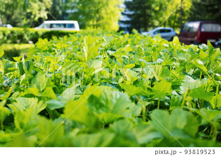 Green bush on the street background closeup 93819523