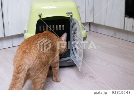 Red cat inspects the plastic carrier closeup Red cat inspects the plastic carrier closeup 93819543